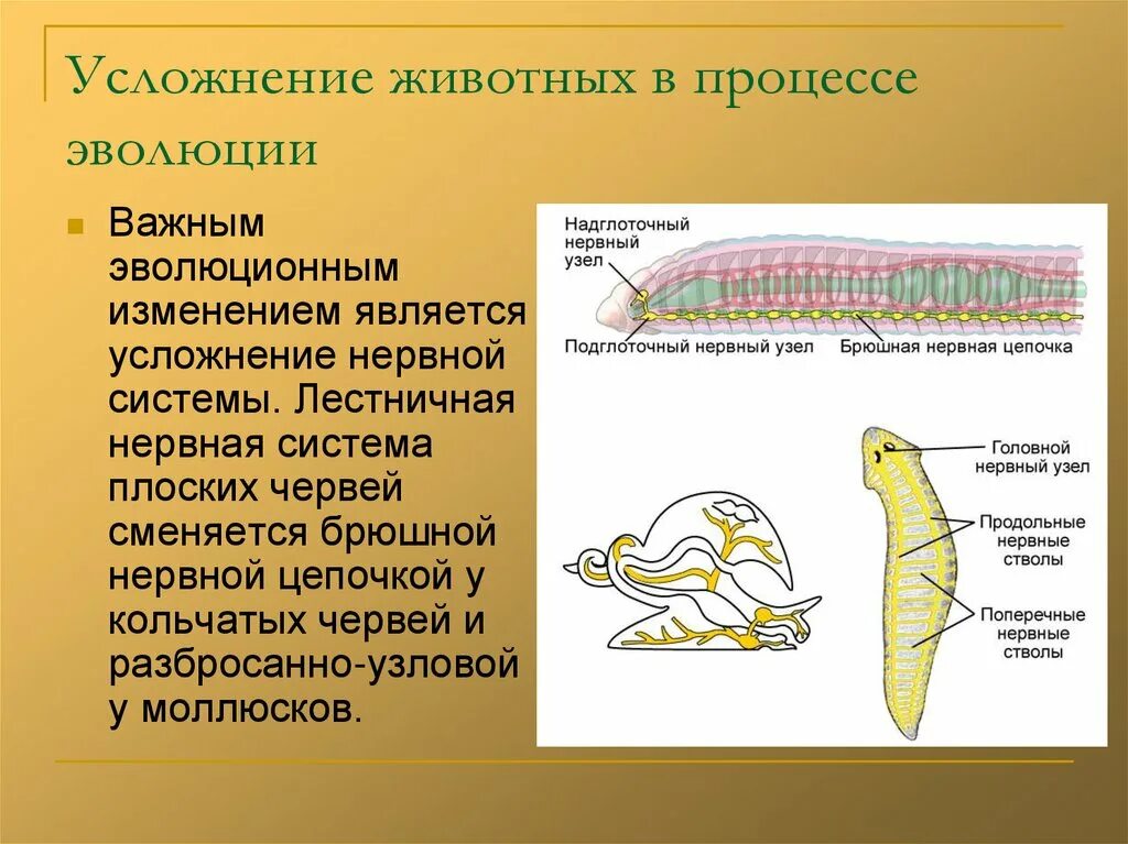 Последовательность развития нервной системы при эволюции животных. Лестничная нервная система у плоских червей. Нервная система у плоских червей состоит из. Черты усложнения организации