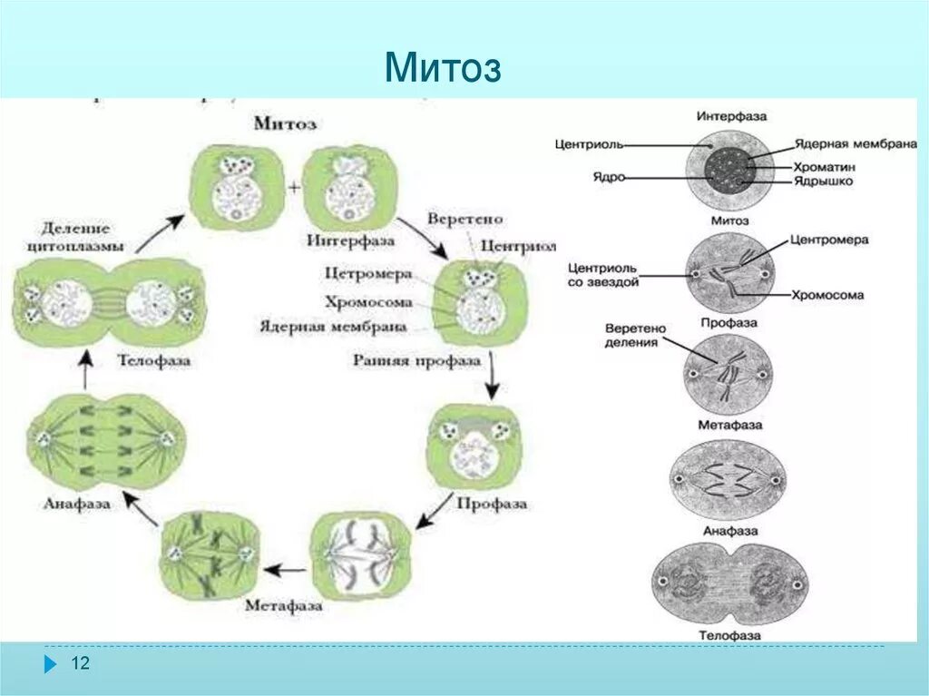 Жизненный цикл клетки интерфаза деление митоз мейоз. Фаза митоза интерфаза процессы. Название фазы митоза интерфаза. Схема интерфазы митоза. Митоз прямое деление клеток