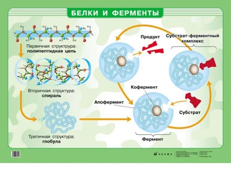 Особенности ферментов белков. Белки ферменты. Структура белков ферментов. Структура ферментов биохимия. Строение белков ферментов.