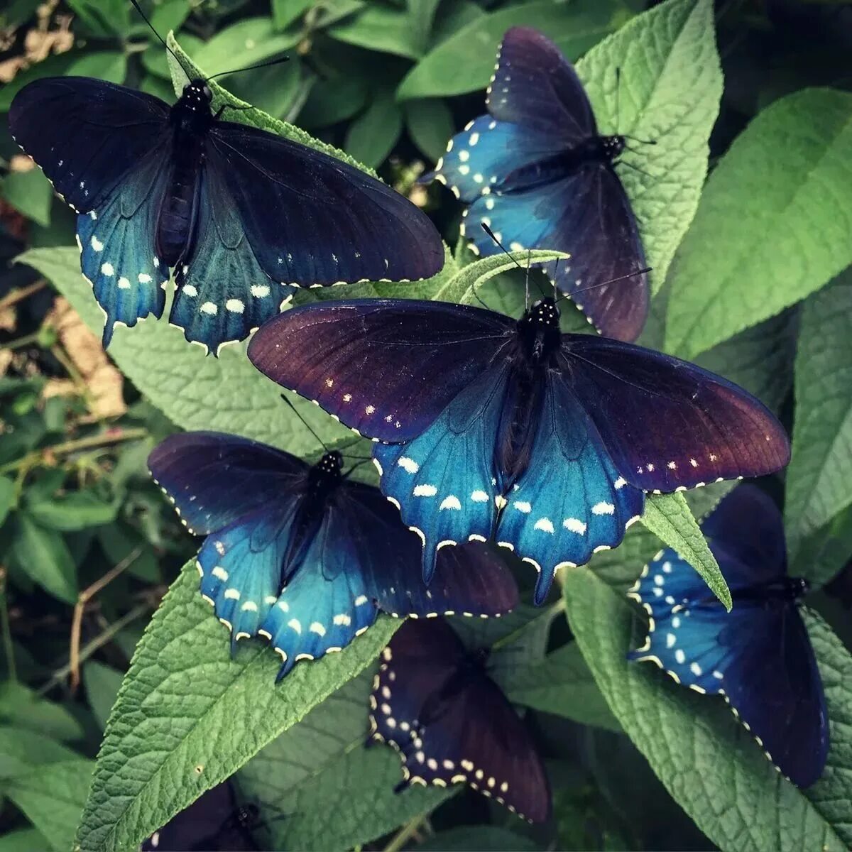 Название самых красивых бабочек. Баттус филенор. Калифорнийский синий Махаон. Голубой Махаон бабочка. Горгеус бабочка.