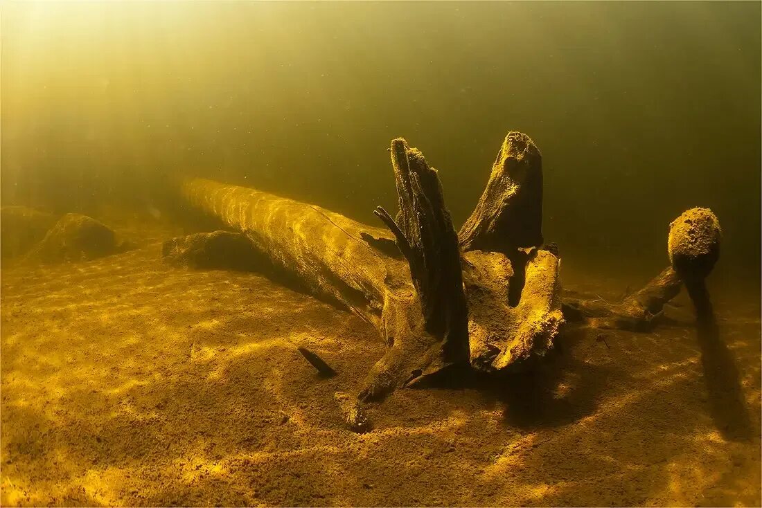 Коряга в воде. Коряга под водой. Дно озера. Коряги на дне.