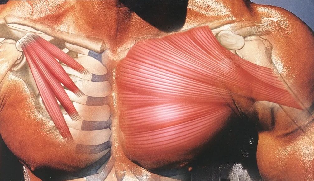 Мышцы. Грудные мышцы. Мышцы груди анатомия. Большая грудная мышца анатомия. Диффузные мышцы