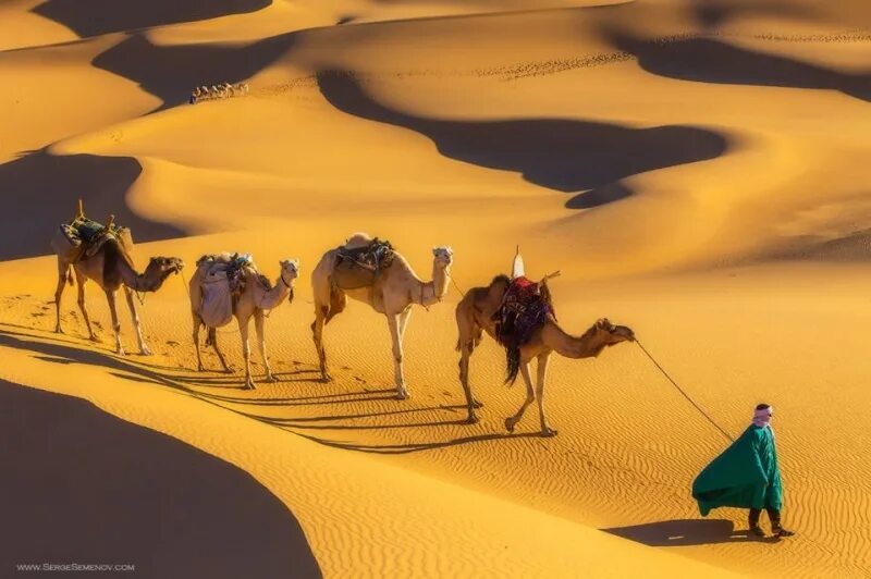 Ноги караван. Караван в пустыне. Пустыня днем. Мировой праздник в пустыне. Красивый Караван.