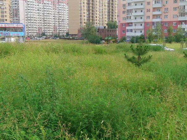 Таблица аллергии на цветение. Период цветения деревьев. Аллергены краснодар. Аллергенные компоненты. Календарь цветения для аллергиков московская область.