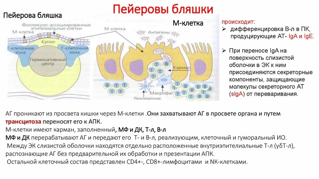 В т м клетки