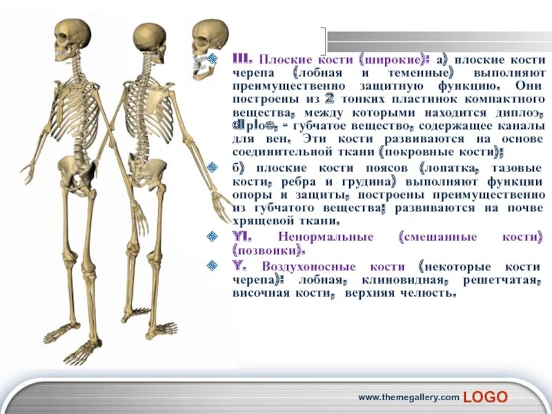 Механической функции костей скелета. Плоские кости. функции плоских костей. плоские кости функции. плоские широкие кости.