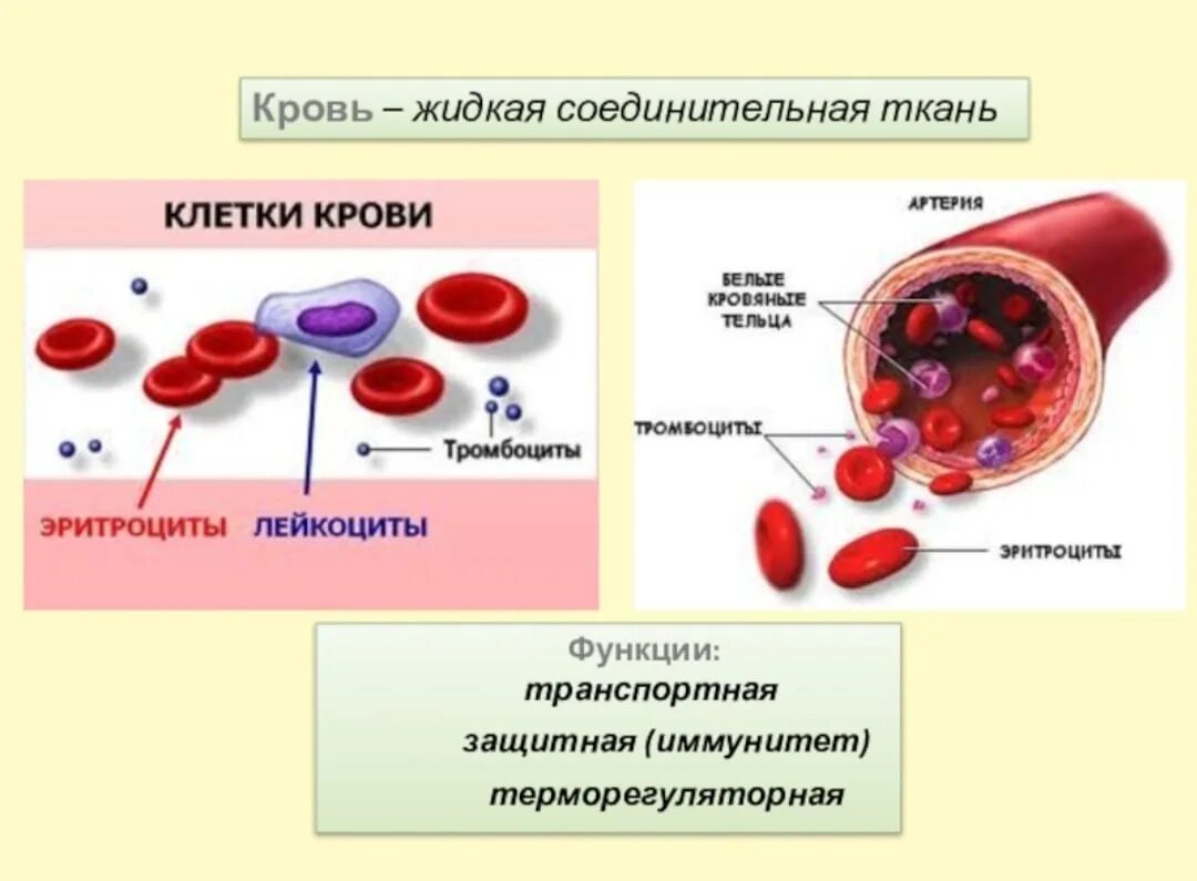 Тест клетки крови. Кровь строение ткани. Кровь соединительная ткань строение. Кровь жидкая соединительная ткань функции. Кровь и лимфа соединительная ткань строение.