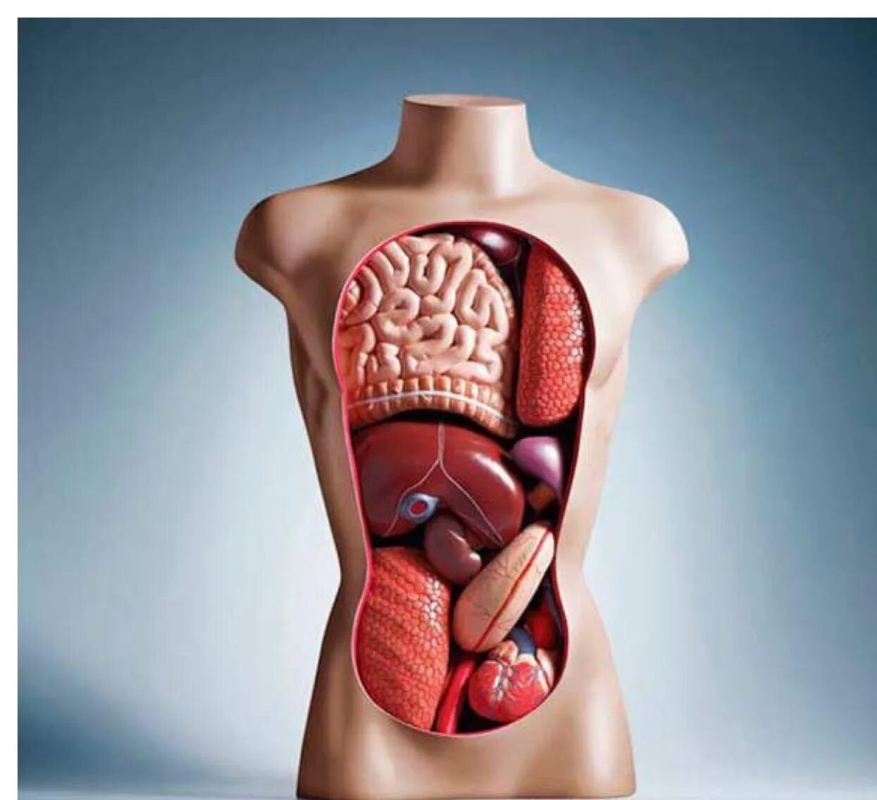 Анатомия тела человека