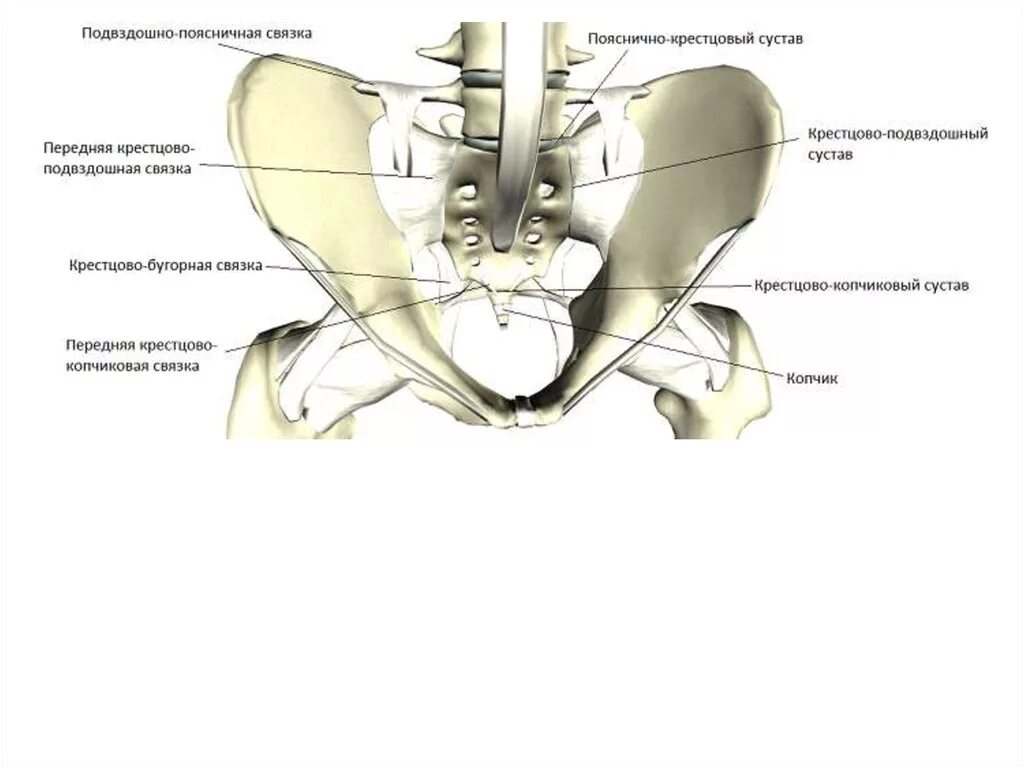 Связки крестцово-подвздошного сустава животных. Крестцово-подвздошный сустав анатомия. Связочный аппарат крестцово-подвздошных сочленений. Крестцово подвздошные сочленения т1 т2. Крестец подвздошная кость