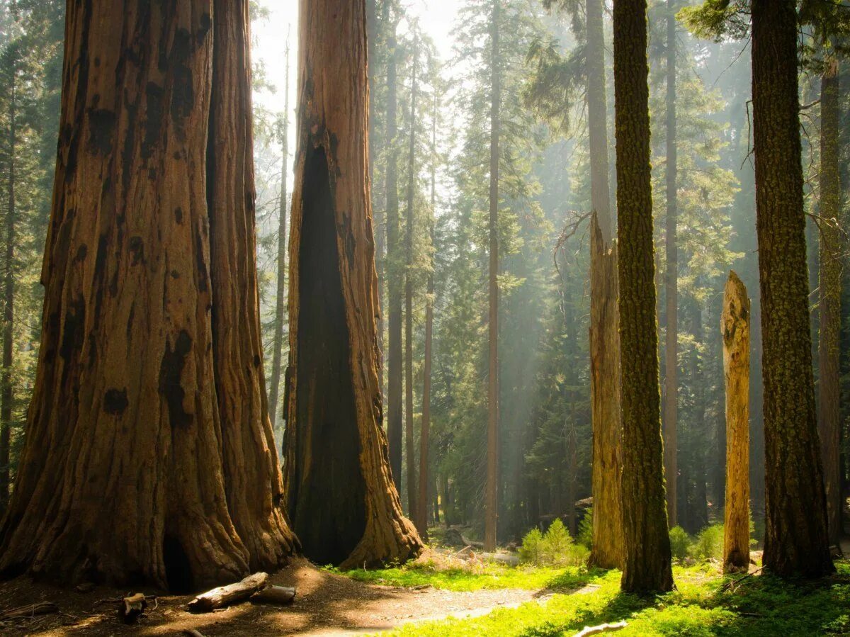 Sequoia 15.2