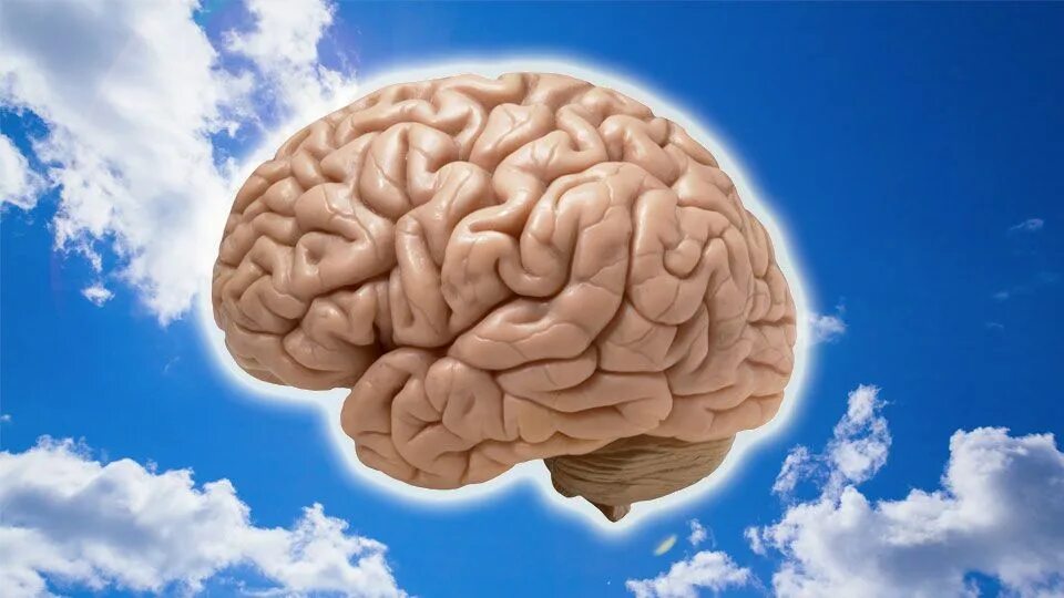 Последний мозг. Надпись мозг. Новый мозг. Мозги с надписью. Сила мозга.