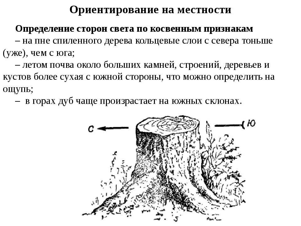 Природные признаки определения сторон горизонта. Как определить стороны света без компаса. Ориентирование в лесу без компаса. Способы ориентирования по природным признакам. Определение сторон света.