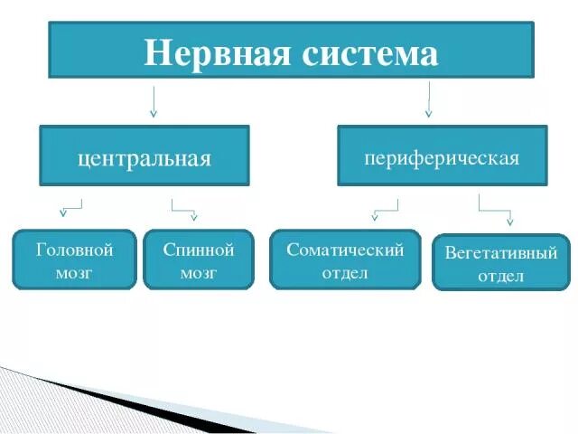 Центральная и периферическая система. Классификация нервной системы. Центральная и периферическая нервная система. Нервная система схема. Центральная и периферическая нервная система функции