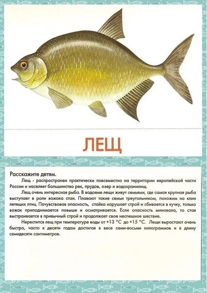 стих рыбка плавает в водице. слайд с текстом. открытие рыбного магазина реклама. рыба текст. рыба под текстом.