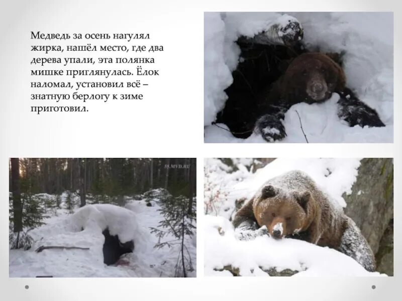 Медведь готовится к зиме. Спячка медведя зимой. Медведь готовится к зимней спячке. Медведь зимой и летом.