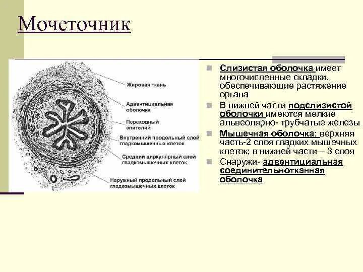 Мочеточник имеет. Слизистая оболочка мочеточника. Мышечная оболочка мочеточника. Строение мочеточника гистология. Мочеточник препарат анатомия.