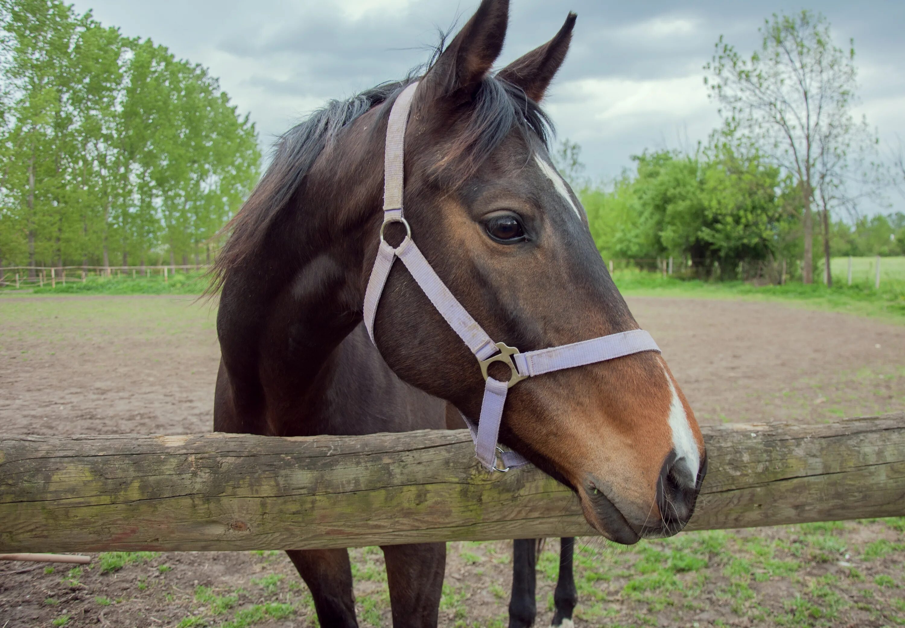 A horse is an animal. Лошадь по английскому. Horse Farm. Farm animals Horse. Картина сельской местности с лошадьми.