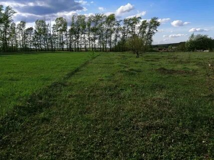 Пчелы белгородская область