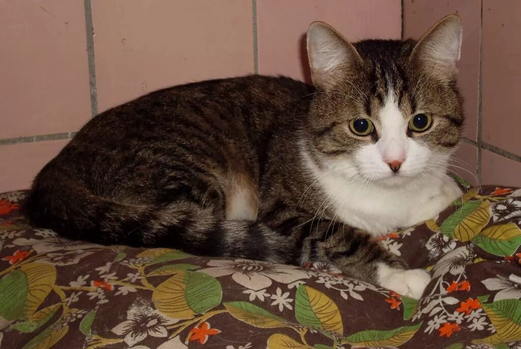 найден домашний кот