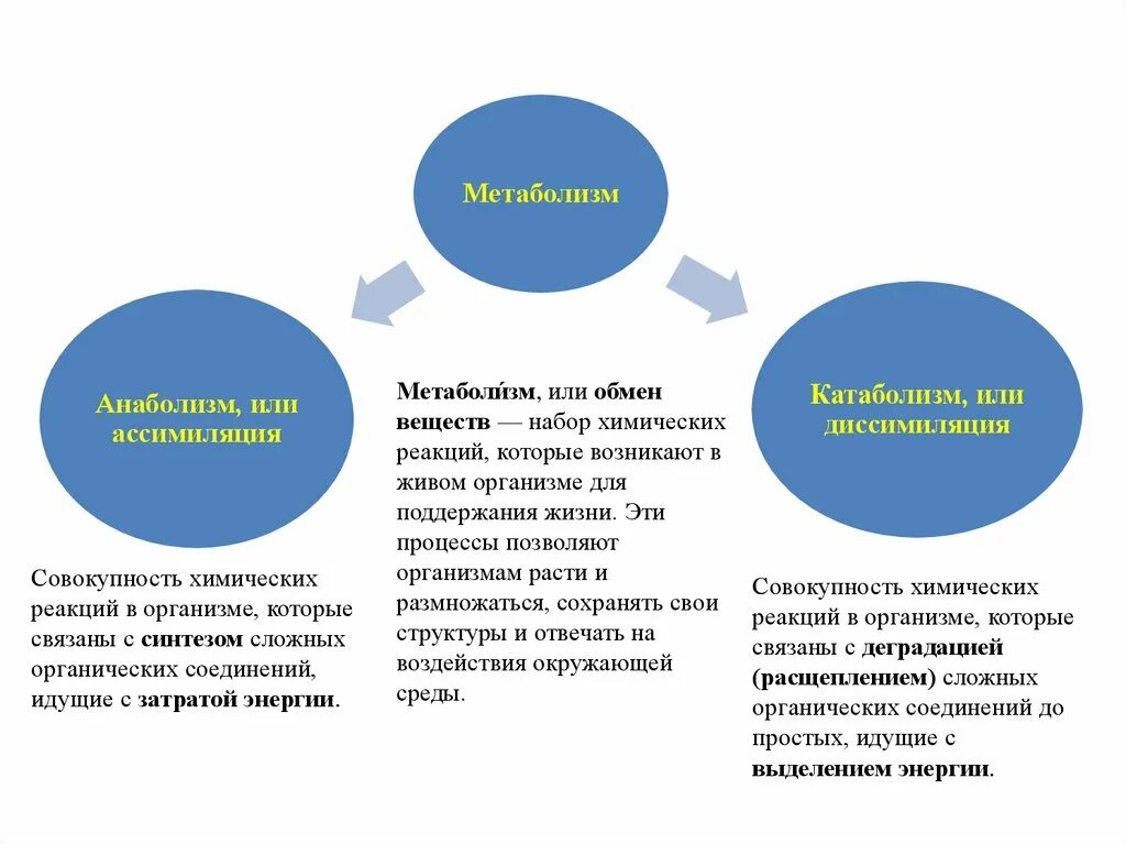 Процессы ассимиляции. Процессы ассимиляции и диссимиляции веществ.. Примеры процессов ассимиляции. Обмен веществ и энергии ассимиляция и диссимиляция.