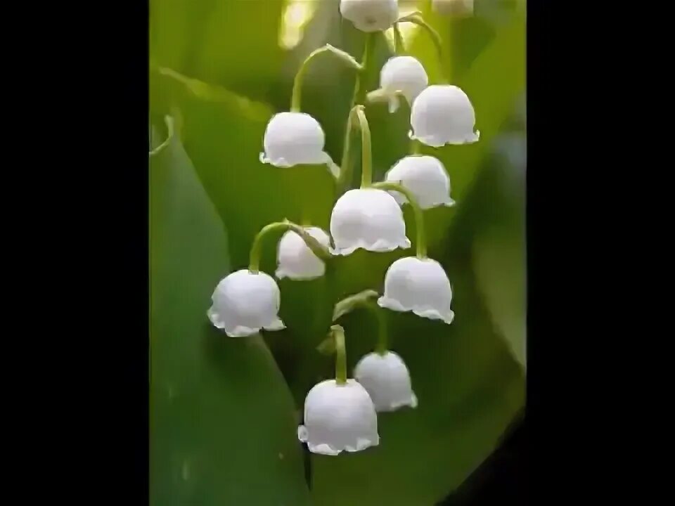 Я подарю вам ландыши песня видео