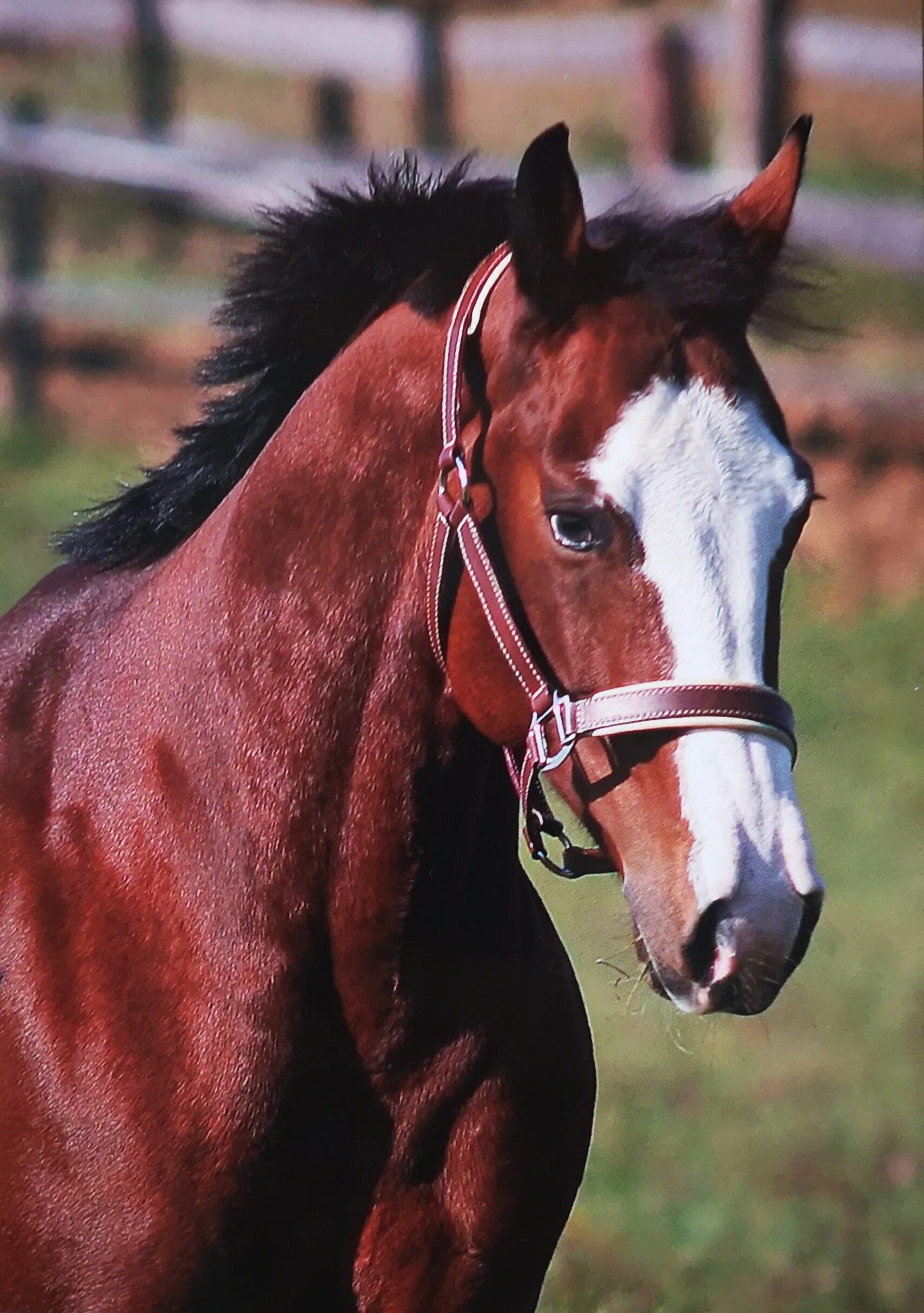 Лошадки 1 2 3. Лошади. Лошадь в 3 четверти. Самые красивые лошади в мире фото. Конь в три четверти.