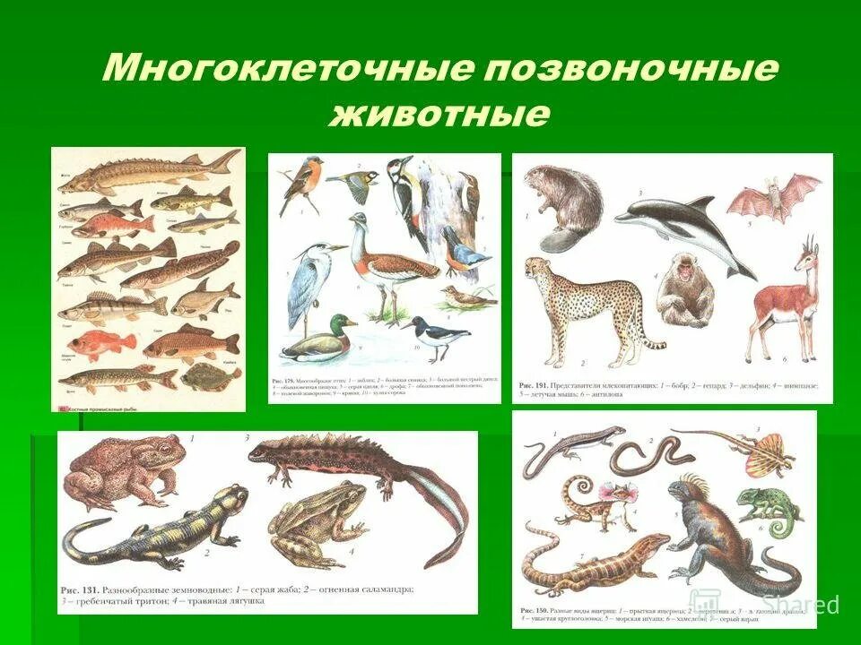 Многоклеточные животные. Многоклеточные позвоночные животные. Названия позвоночных животных. Разнообразие позвоночных.