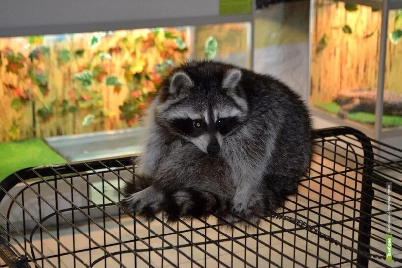 Выставка животных. Выставка животных афиша. Выставка животных чебоксары. Тц мадагаскар выставка животных. Выставка животных чебоксары.