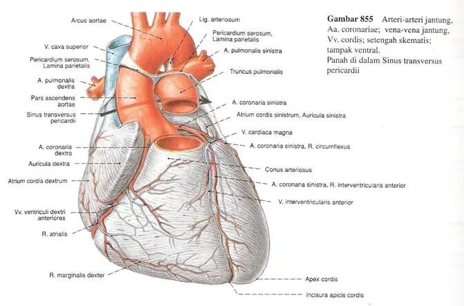 Cordis латынь. CORDIS анатомия строение. Incisura Apex CORDIS.
