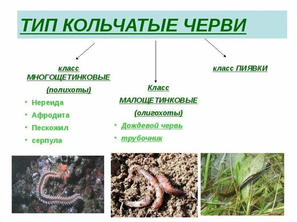 Приведите три примера кольчатых червей