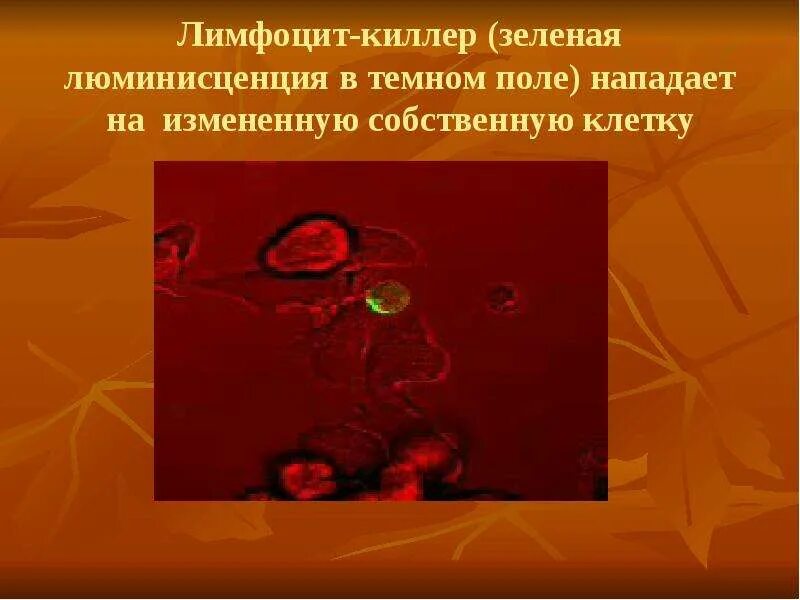 Защита организмов презентация. Клетки киллеры. Лимфоциты киллеры. Естественные киллеры. Защитные клетки человека.