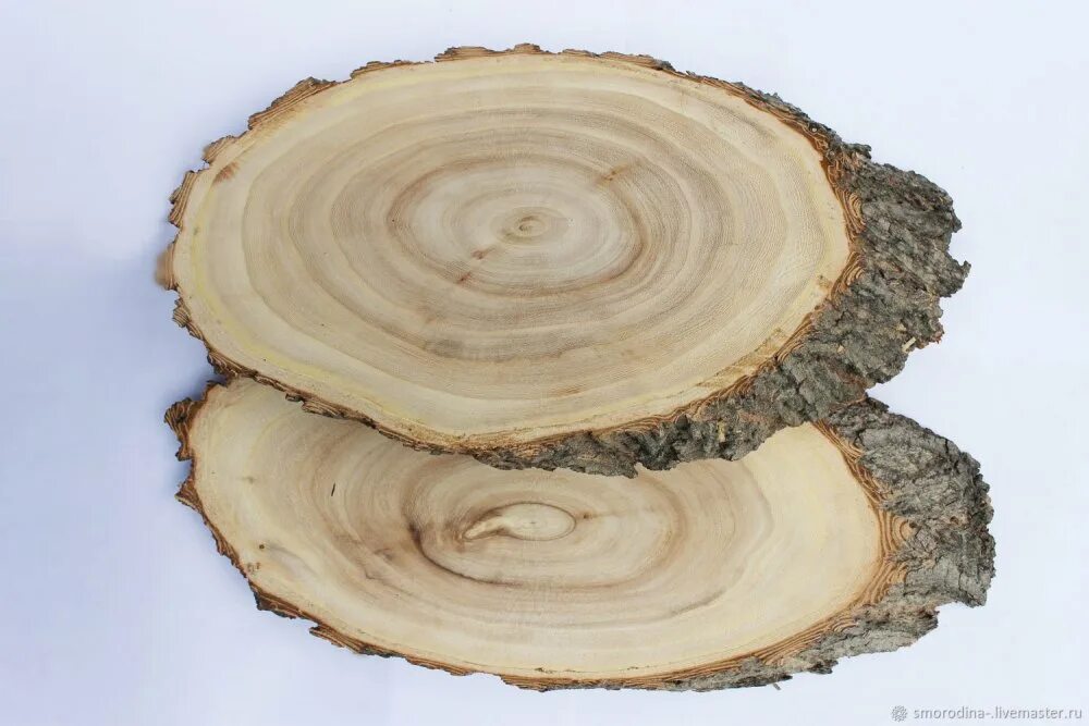 Спил лиственницы. Ядровая гниль древесины. Спиленное дерево. Фото среза дерева. Спил дерева сосна.