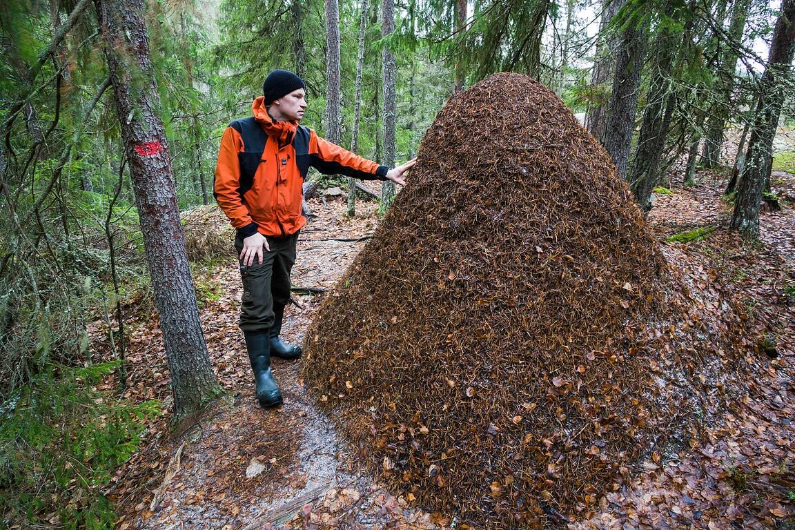 Высота муравейника