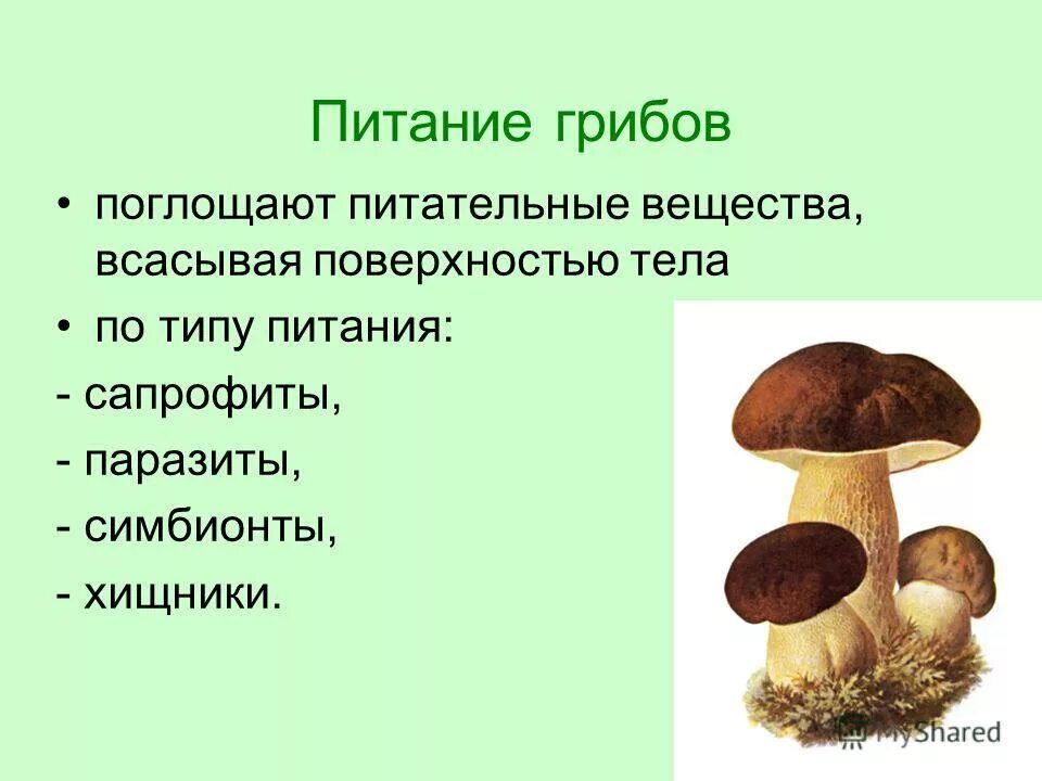 Какой тип питания характерен для шампиньона августовского. Особенности питания грибов. Питание грибов 6 класс биология. Как питаются грибы. Схема питания грибов.