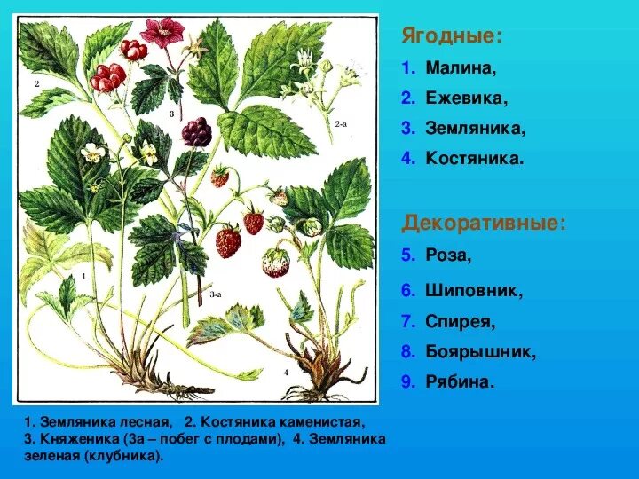 Розоцветные лекарственные растения. Дикорастущие Розоцветные растения. Лекарственные растения семейства розоцветных. Розоцветные представители лекарственные.