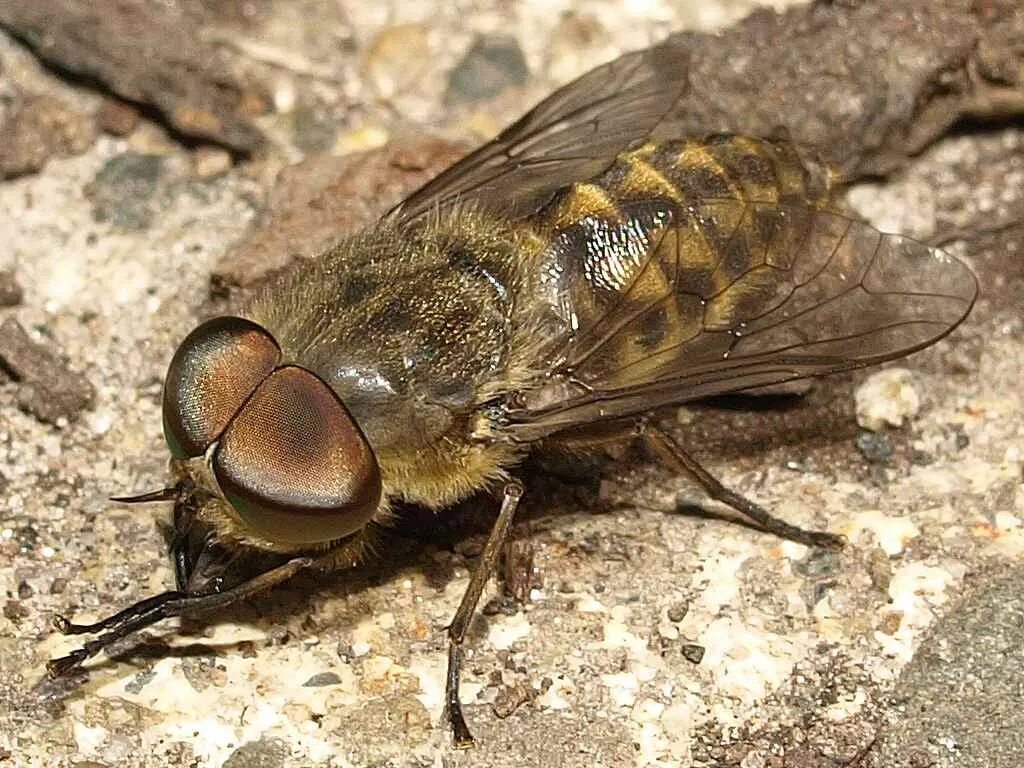 Слепень Tabanus. Бычий слепень насекомое. Овод насекомое. Слепень и Овод.