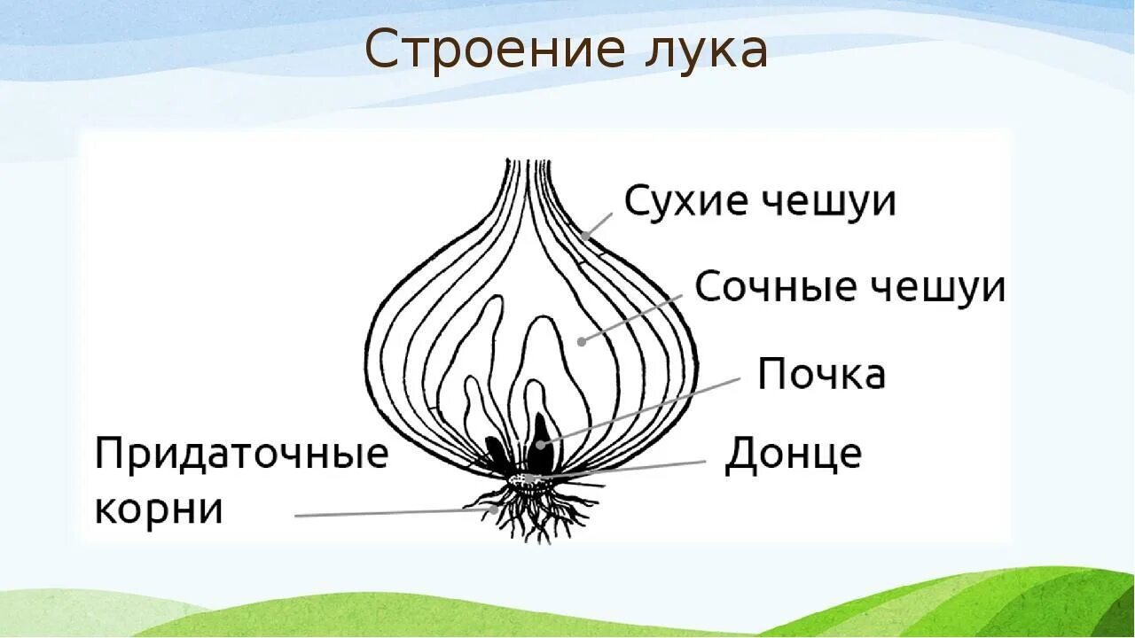 Какую функцию выполняют сухие чешуи. Биология схема луковицы.