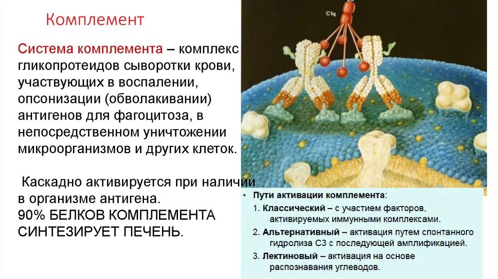 Комплемент иммунитет. Система комплемента воспаление. Комплемент система комплемента. Система комплемента представляет собой. Белки системы комплемента.