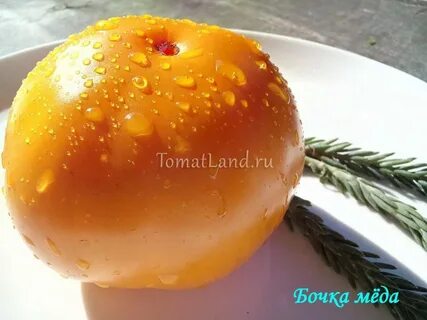 Томат бочка меда урожайность