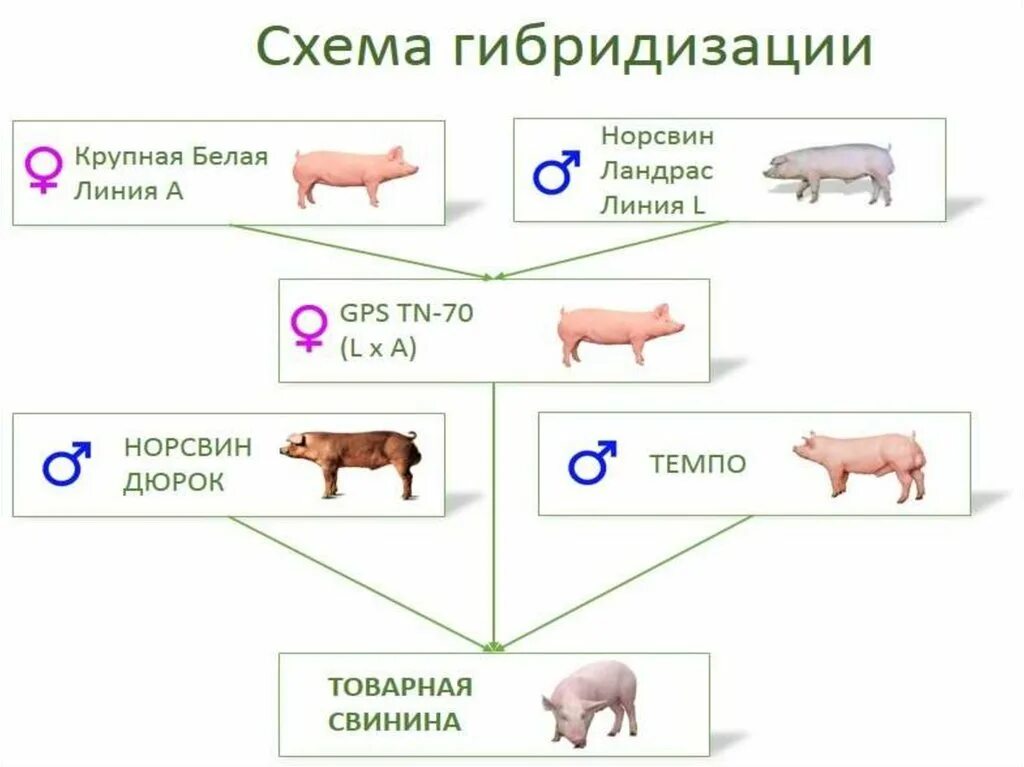 Как получить пин свиньи. Схема чистопородного разведения свиней. Схема гибридизации в свиноводстве. Схема трехпородного скрещивания свиней. Схема гибридизации свиней.