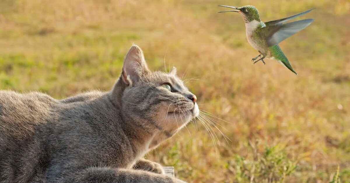 кошка охотится. котики на охоте. кошка охотиться с котятами. крадущийся кот. кошка охотится.