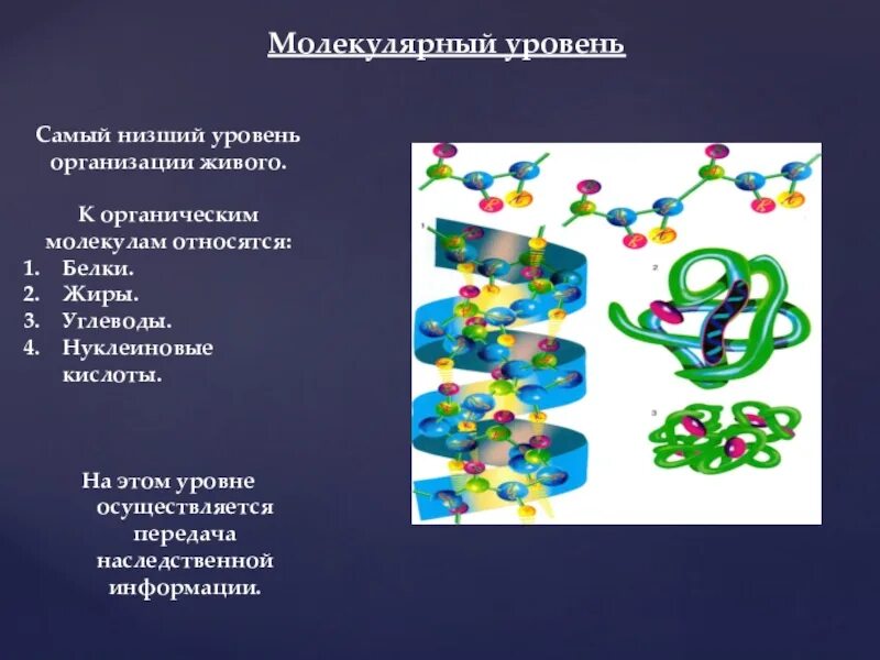 Презентации уровни организации. Молекулярный уровень организации. Молекулярный уровень биология. Молекулярно-генетический уровень организации живого. Молекулярный уровень организации живого.