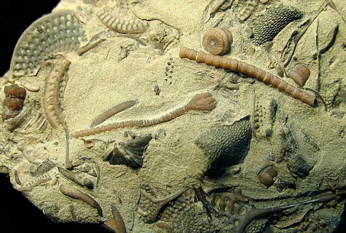 Какие палеонтологические находки. Морские лилии ордовикского периода. Морские лилии палеозойской эры. Протерозой Ордовик. Палеозойская Эра Ордовик.