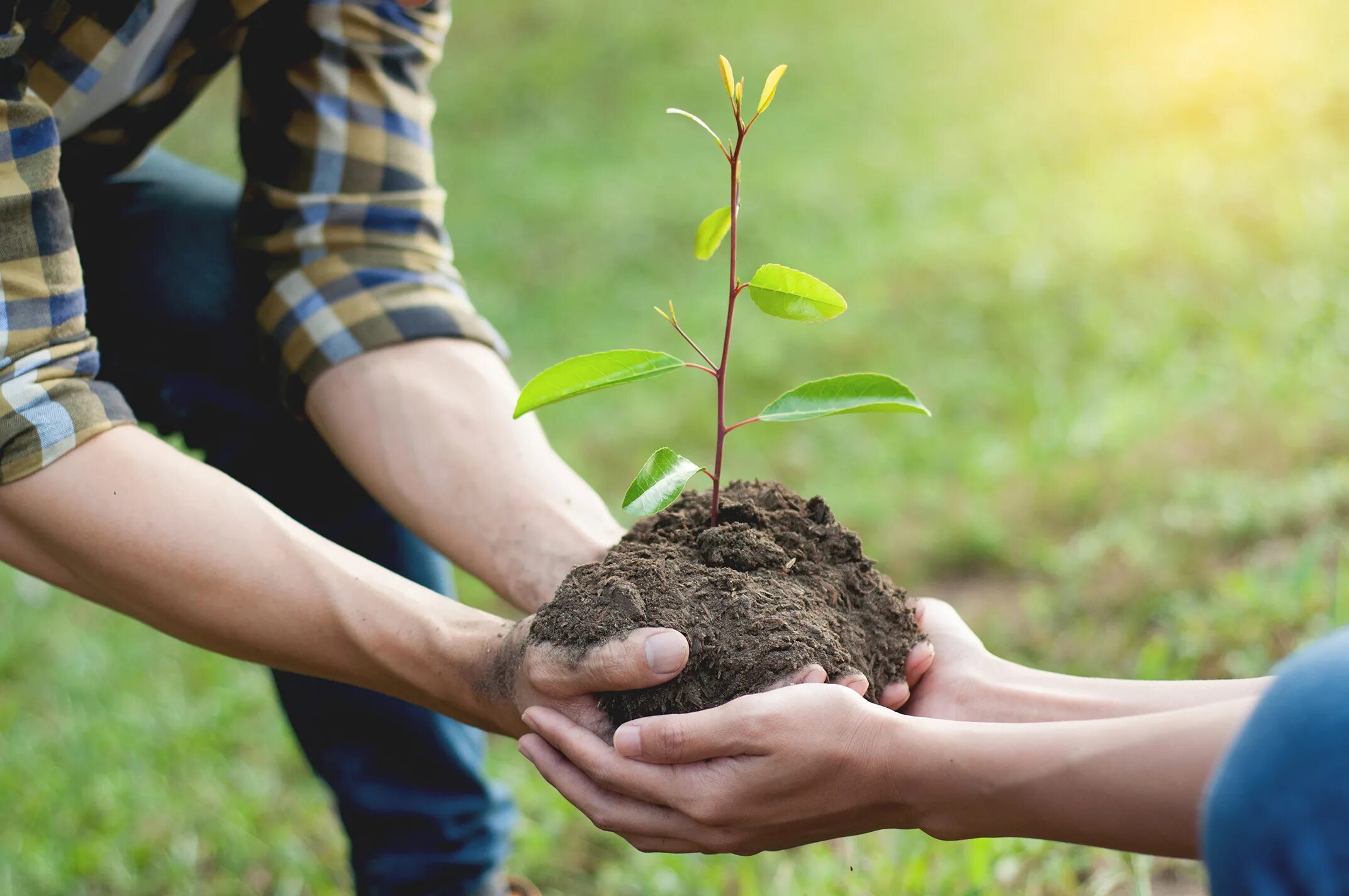 Planting plus. Экологическое дерево. Благотворительность природе. Экология саженцы. Экология Tree planting.