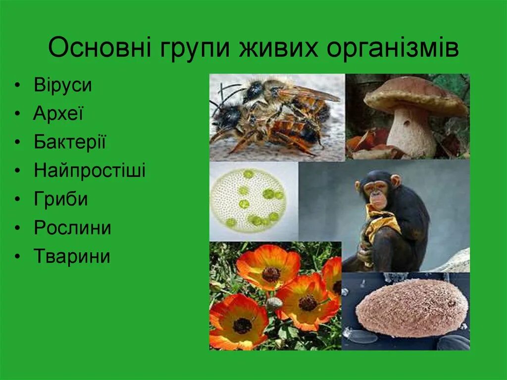 Таблиця різноманітність живих істот на українській мові. Живі організми. Клуб живая природа. Середовища існування організмів. Разнообразные живые организмы.