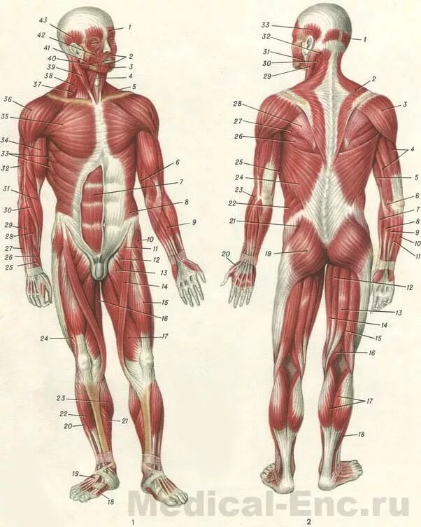 Анатомия картинки. Мышцы человека вид спереди. Мышцы человека вид спереди и сзади их название. Мышечная система схема. Мышечный скелет человека с названиями мышц.