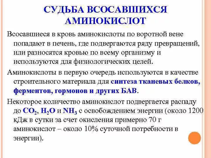 Как изменилось количество аминокислот. Судьба всосавшихся аминокислот. Судьба аминокислот после всасывания. Как происходит всасывание аминокислот. Судьба белков.