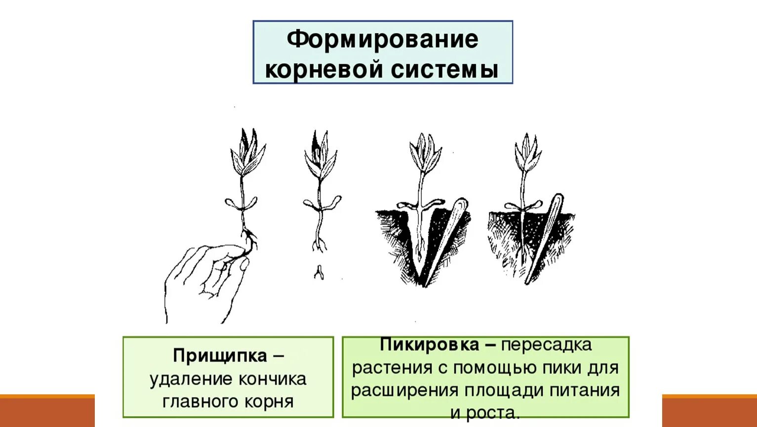 Пикировка рассады корневая система. Пикировка сеянцев капусты. Пикировка томатов прищипывание корня. Пикировка прищипка окучивание. Пересадка определение