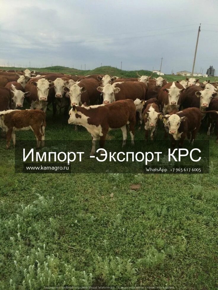 Крупнорогатый скот. Крупный рогатый скот живым весом. Порода коров герефорд. Айрширская порода коров. Крупный рогатый скот живым весом.