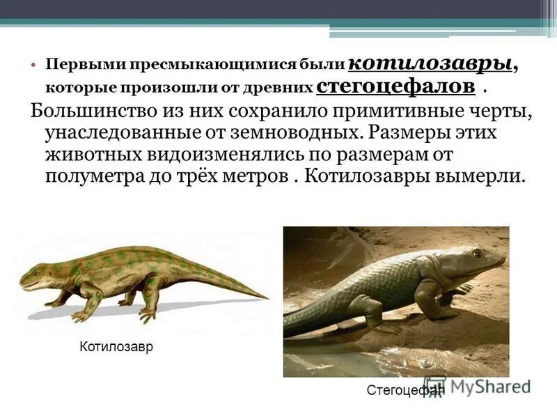 Какое животное является древним. От кого произошли млекопитающие. Доклад про динозавров. Художник зденек буриан картины. Древние пресмыкающиеся кратко.